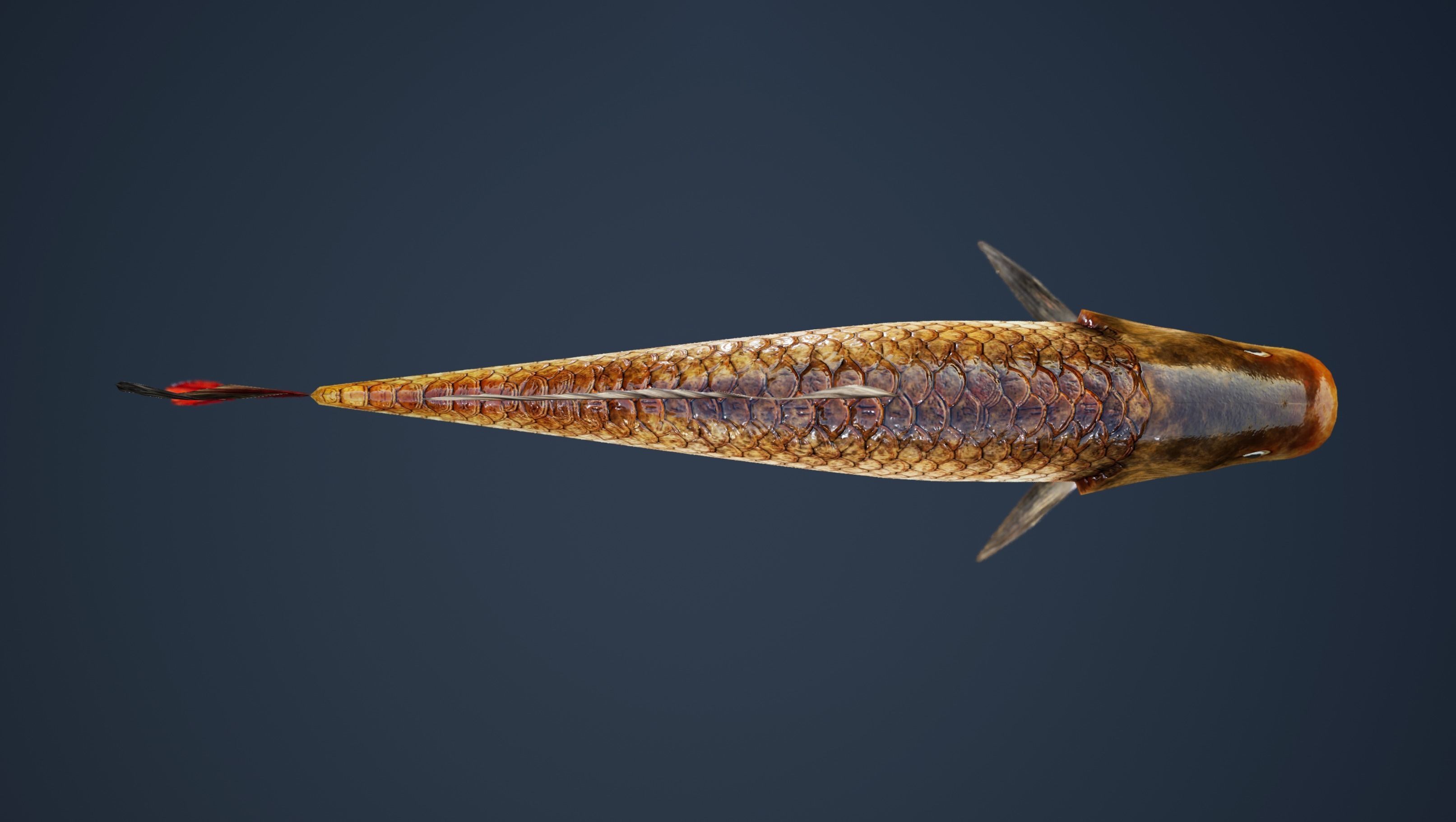 Carp with Swimming Animation Low-poly 3D model_3