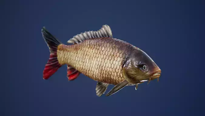 Carp with Swimming Animation Low-poly 3D model