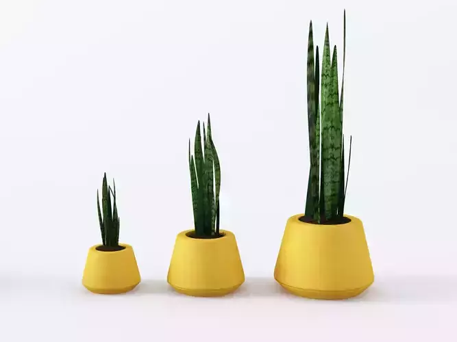 Yellow pots set with plants