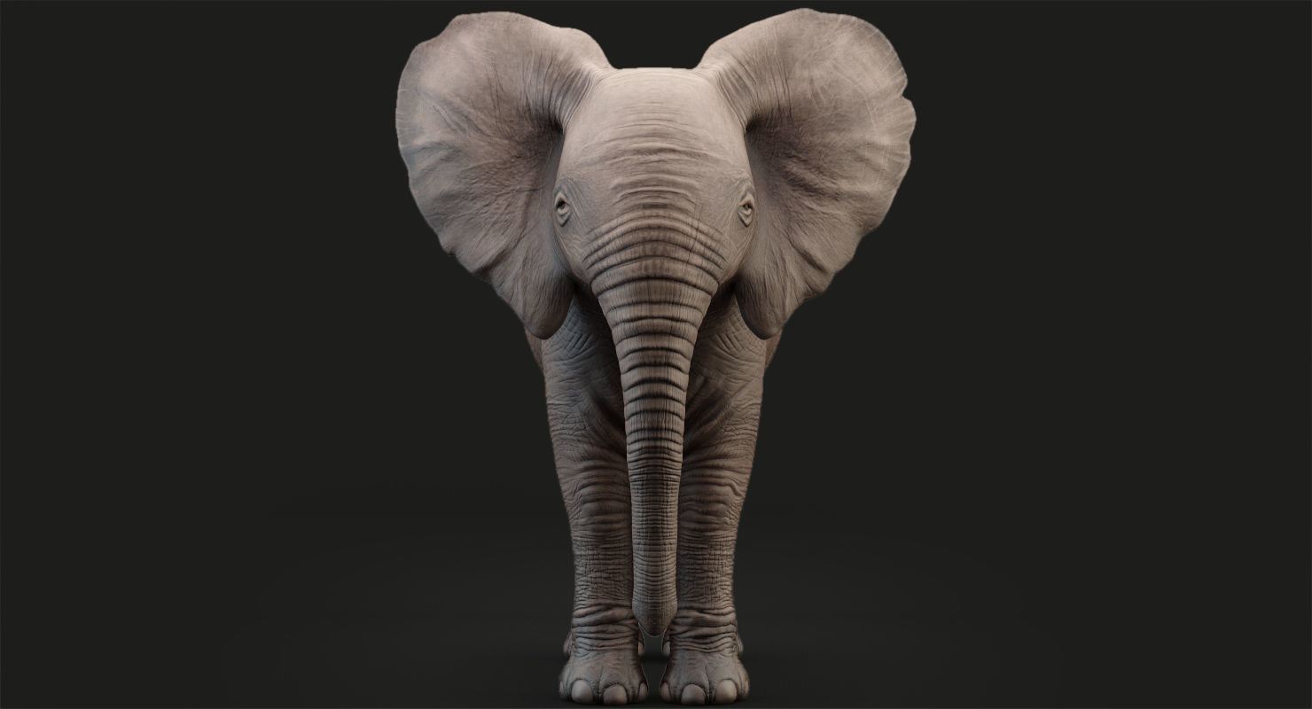 Elephant Baby Rigged 8K Low-poly 3D model_6