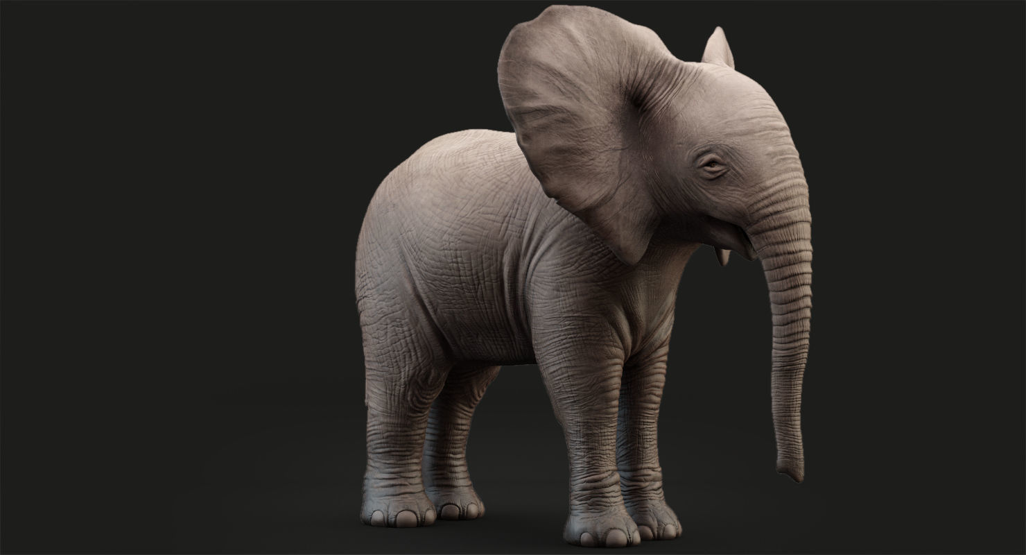 Elephant Baby Rigged 8K Low-poly 3D model_12