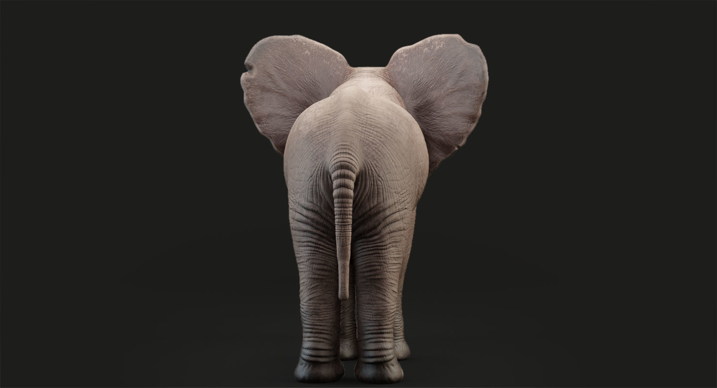 Elephant Baby Rigged 8K Low-poly 3D model_8