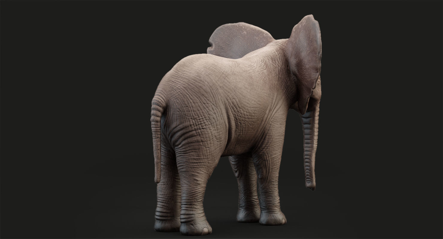 Elephant Baby Rigged 8K Low-poly 3D model_9
