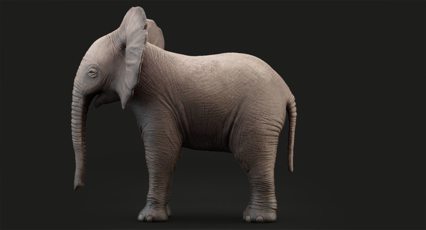 Elephant Baby Rigged 8K Low-poly 3D model_11
