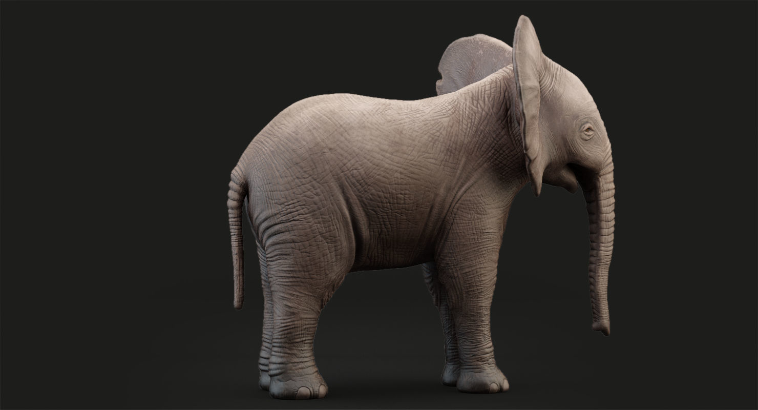 Elephant Baby Rigged 8K Low-poly 3D model_7