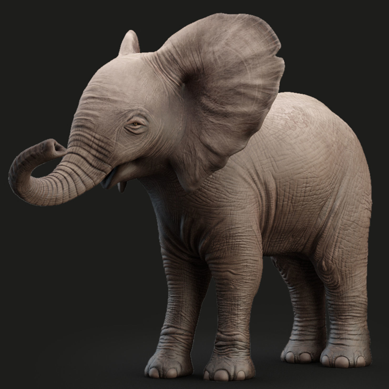 Elephant Baby Rigged 8K Low-poly 3D model_5