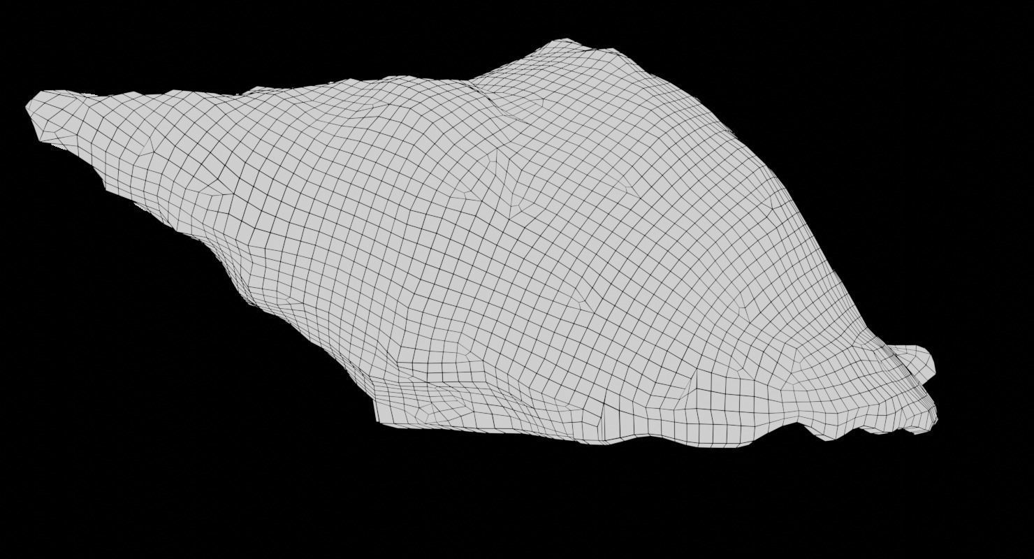 Seashell 2 sea shell 3D model_6
