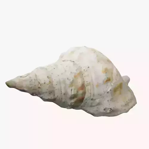 Seashell 2 sea shell 3D model