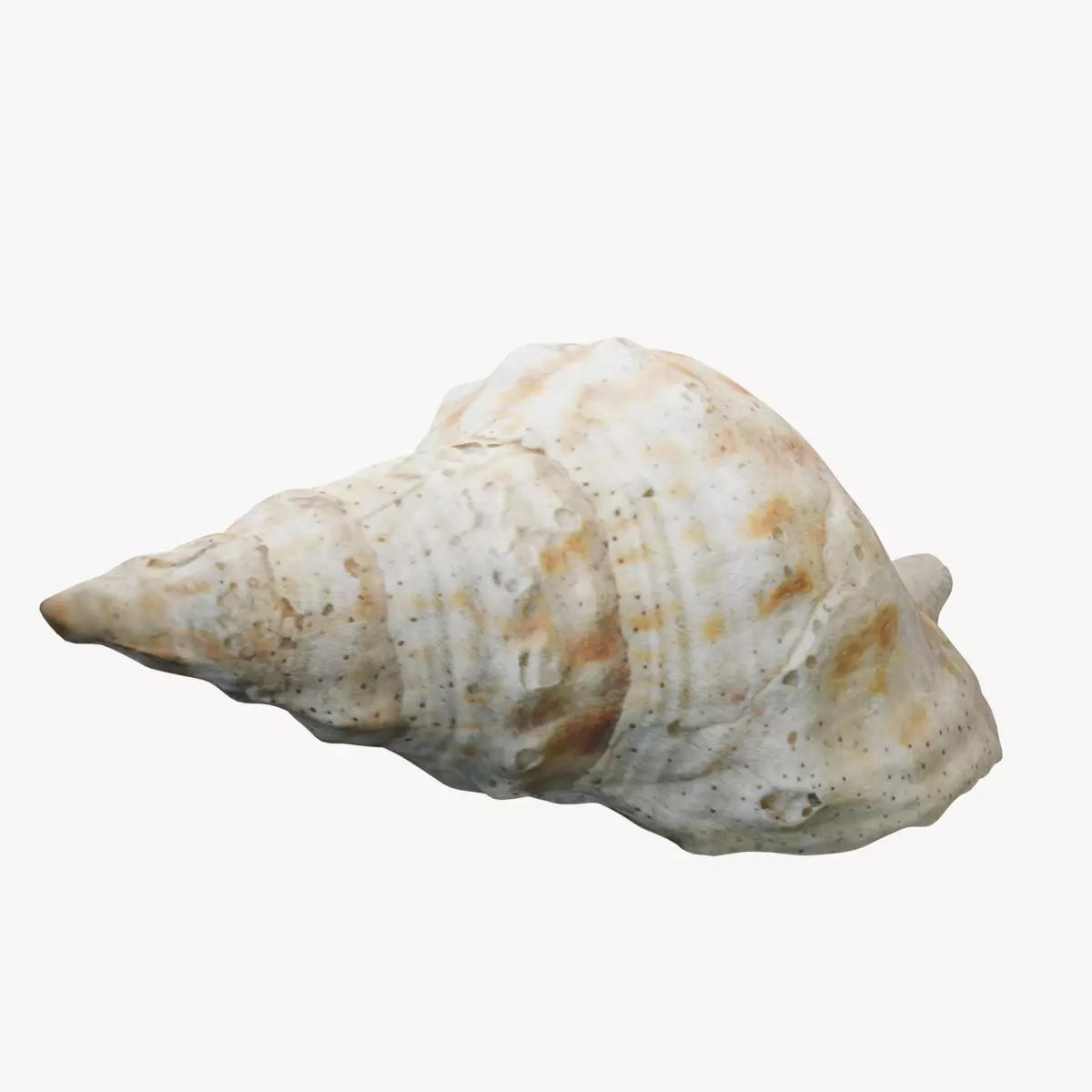 Seashell 2 sea shell 3D model_0