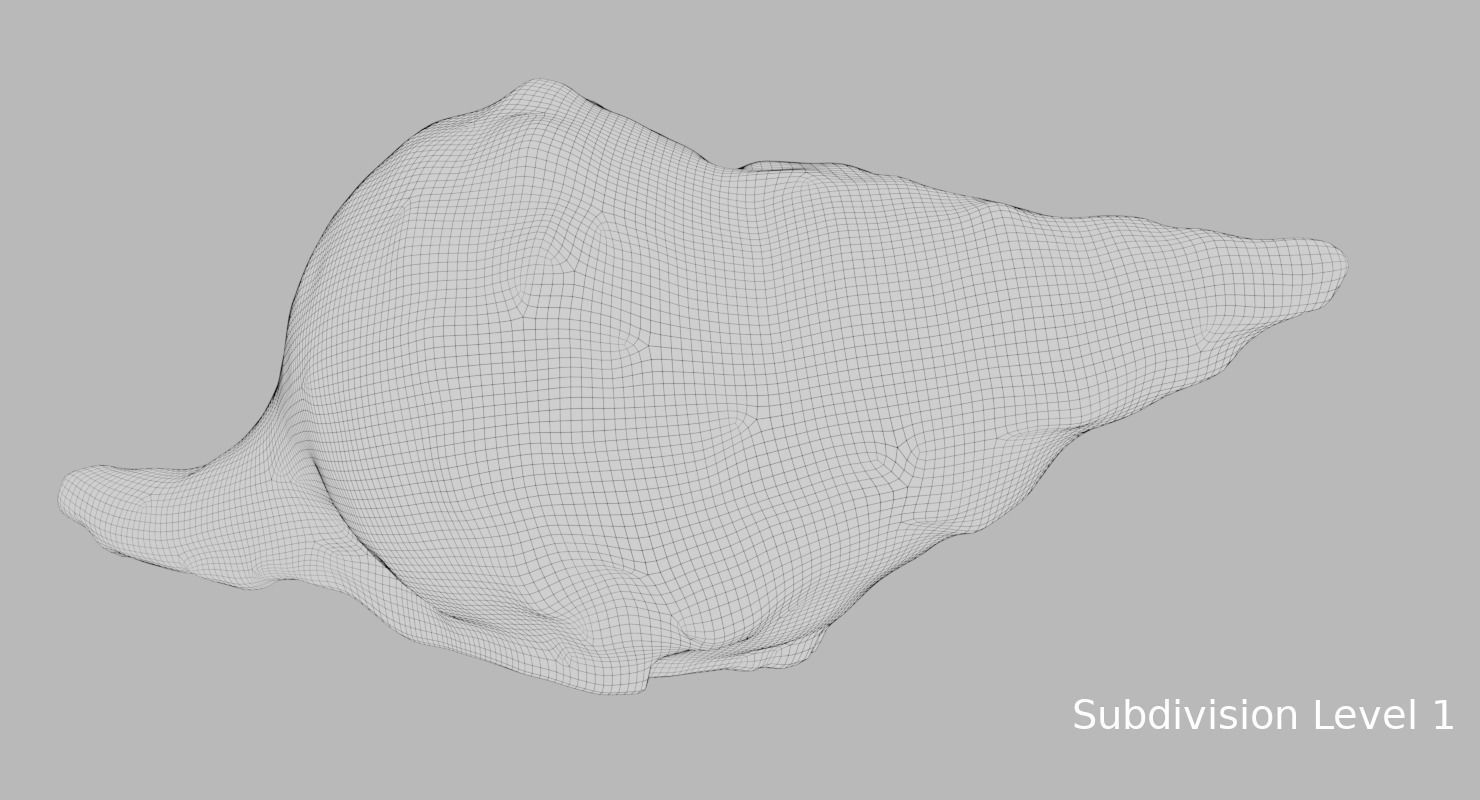 Seashell 2 sea shell 3D model_5