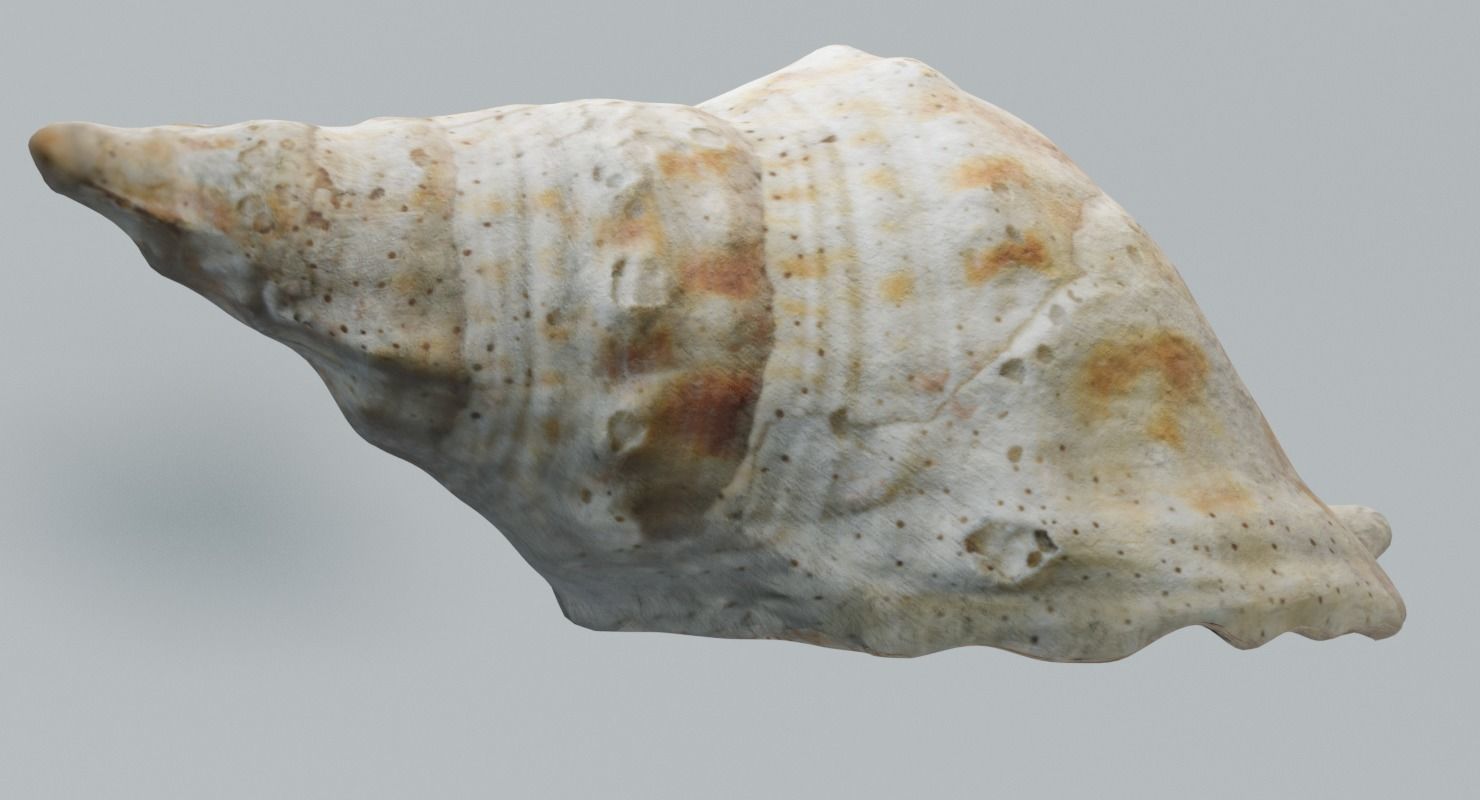 Seashell 2 sea shell 3D model_3