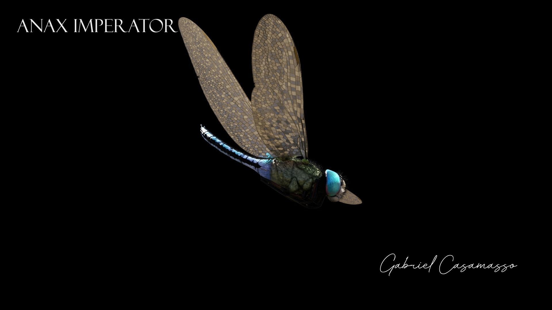 Anax imperator - Static 3D model_7