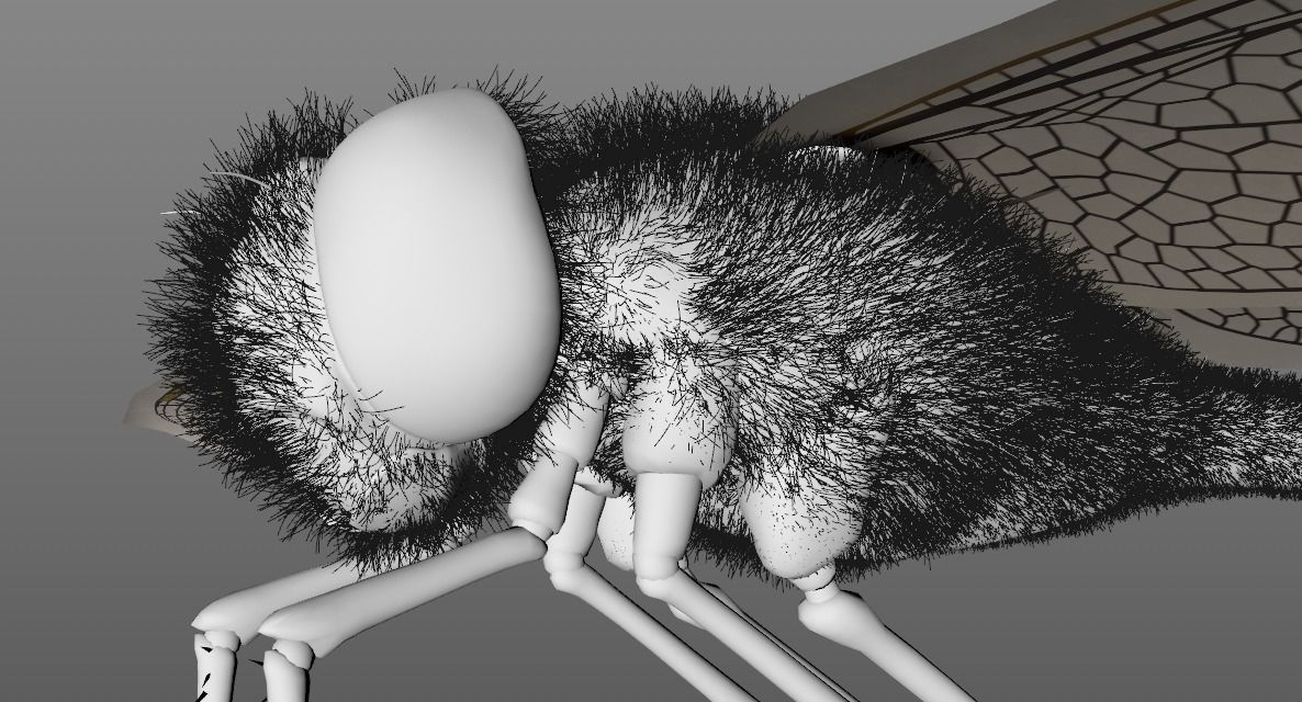 Anax imperator - Static 3D model_12