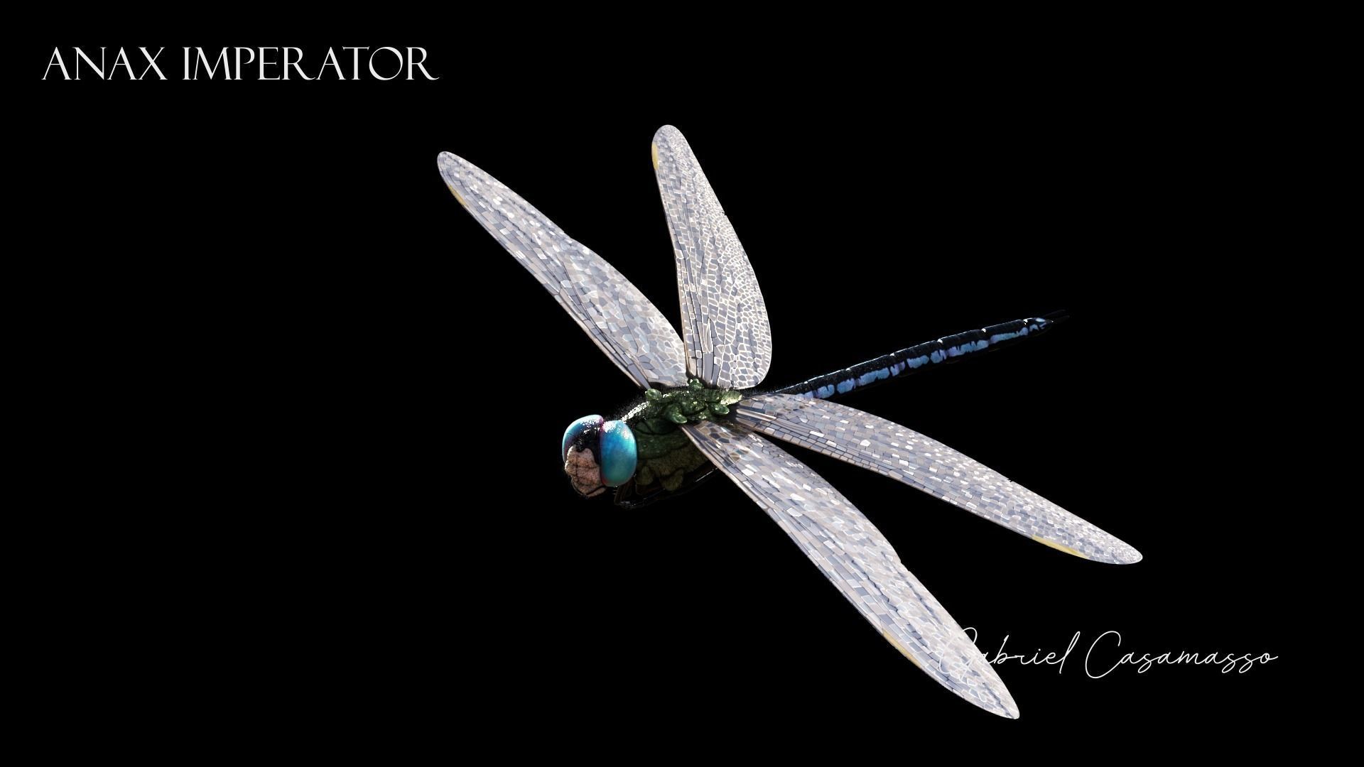 Anax imperator - Static 3D model_5