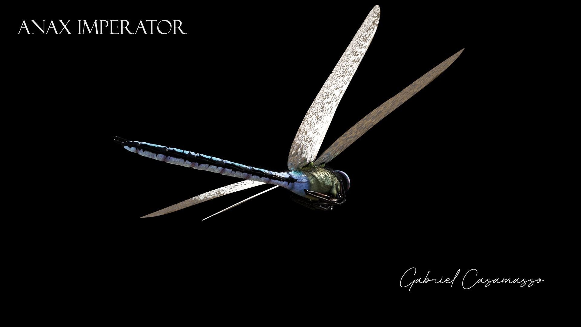 Anax imperator - Static 3D model_6