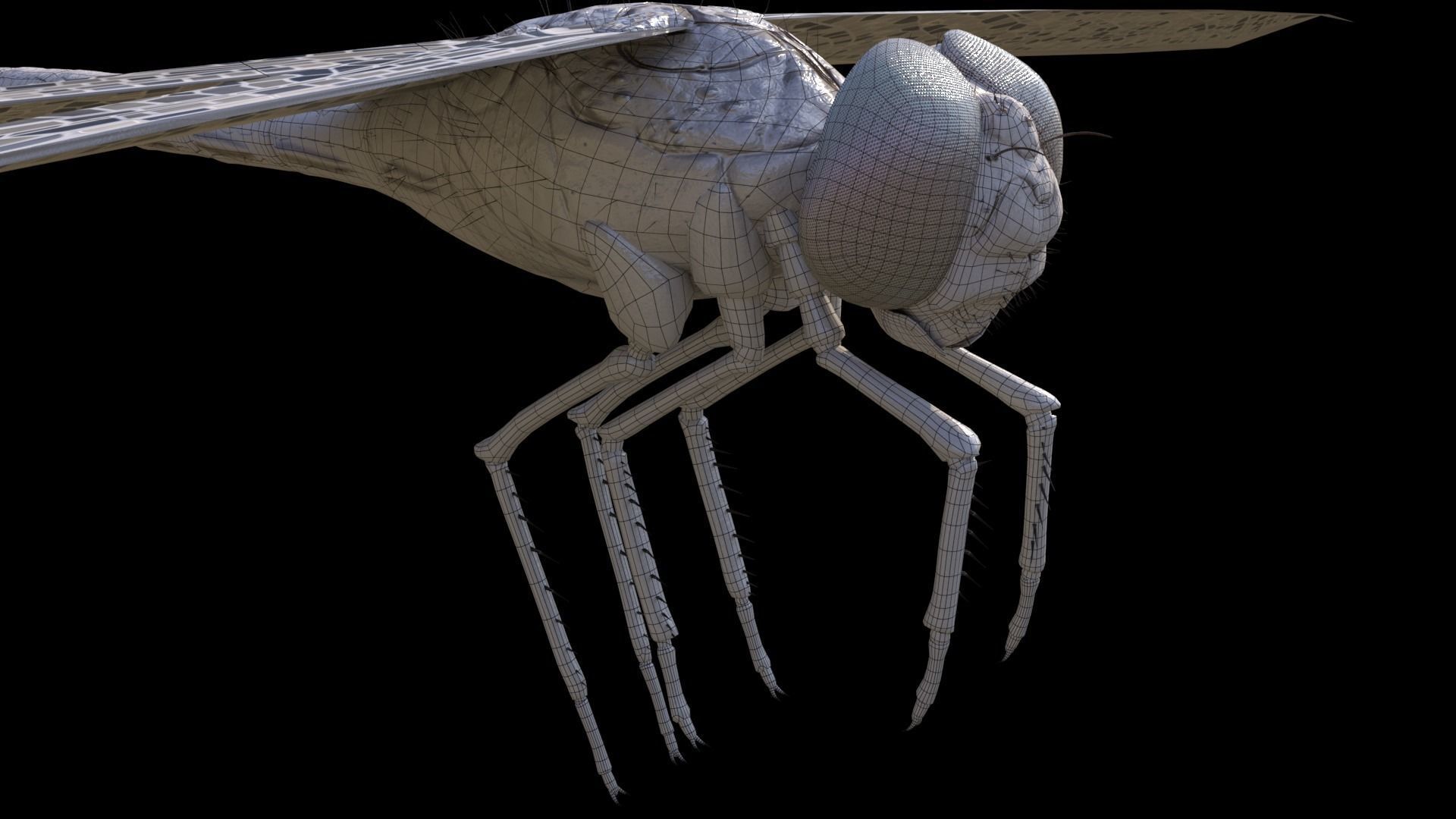 Anax imperator - Static 3D model_8