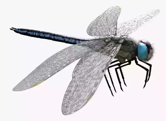 Anax imperator - Static