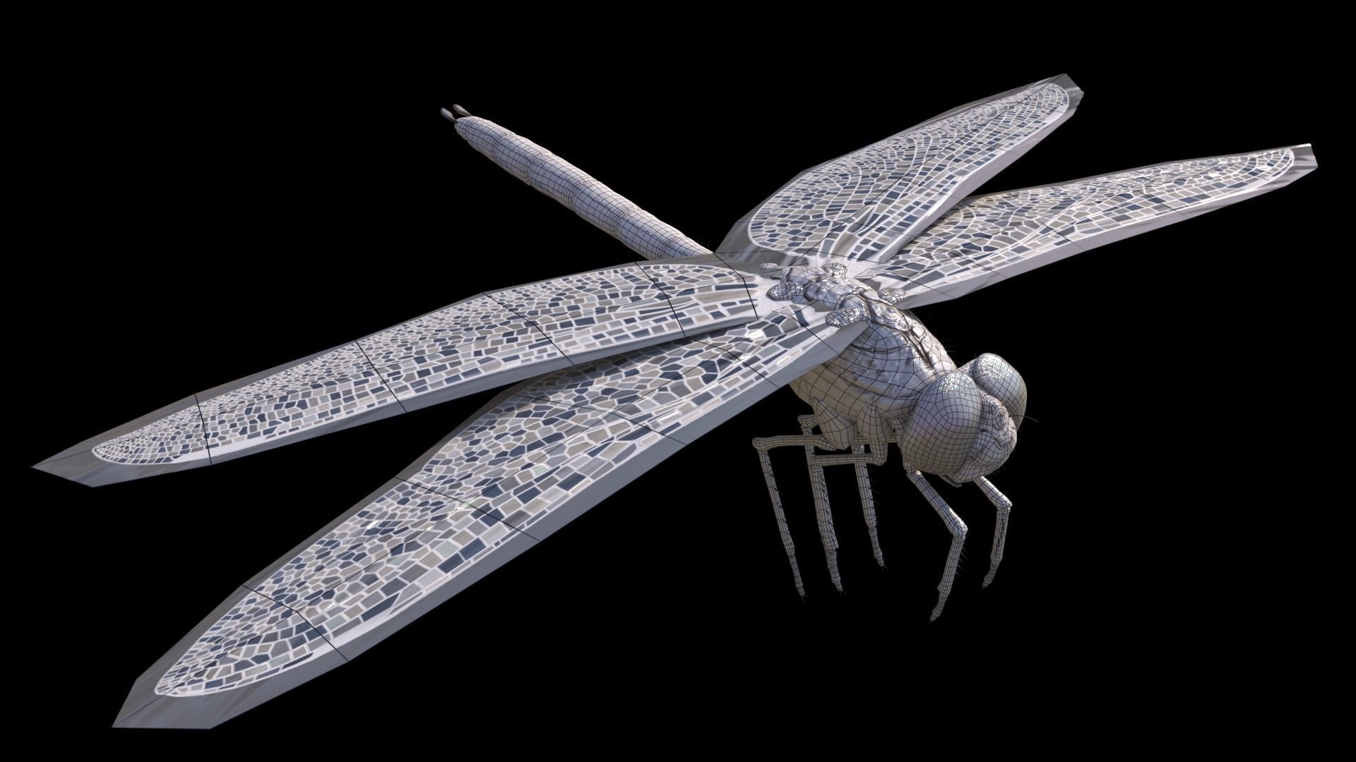 Anax imperator - Static 3D model_9