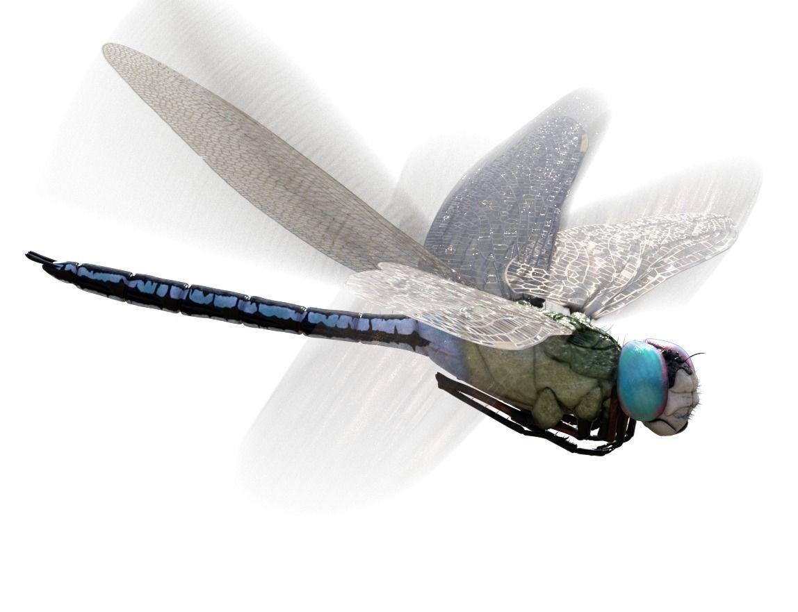 Anax imperator 3D model_2