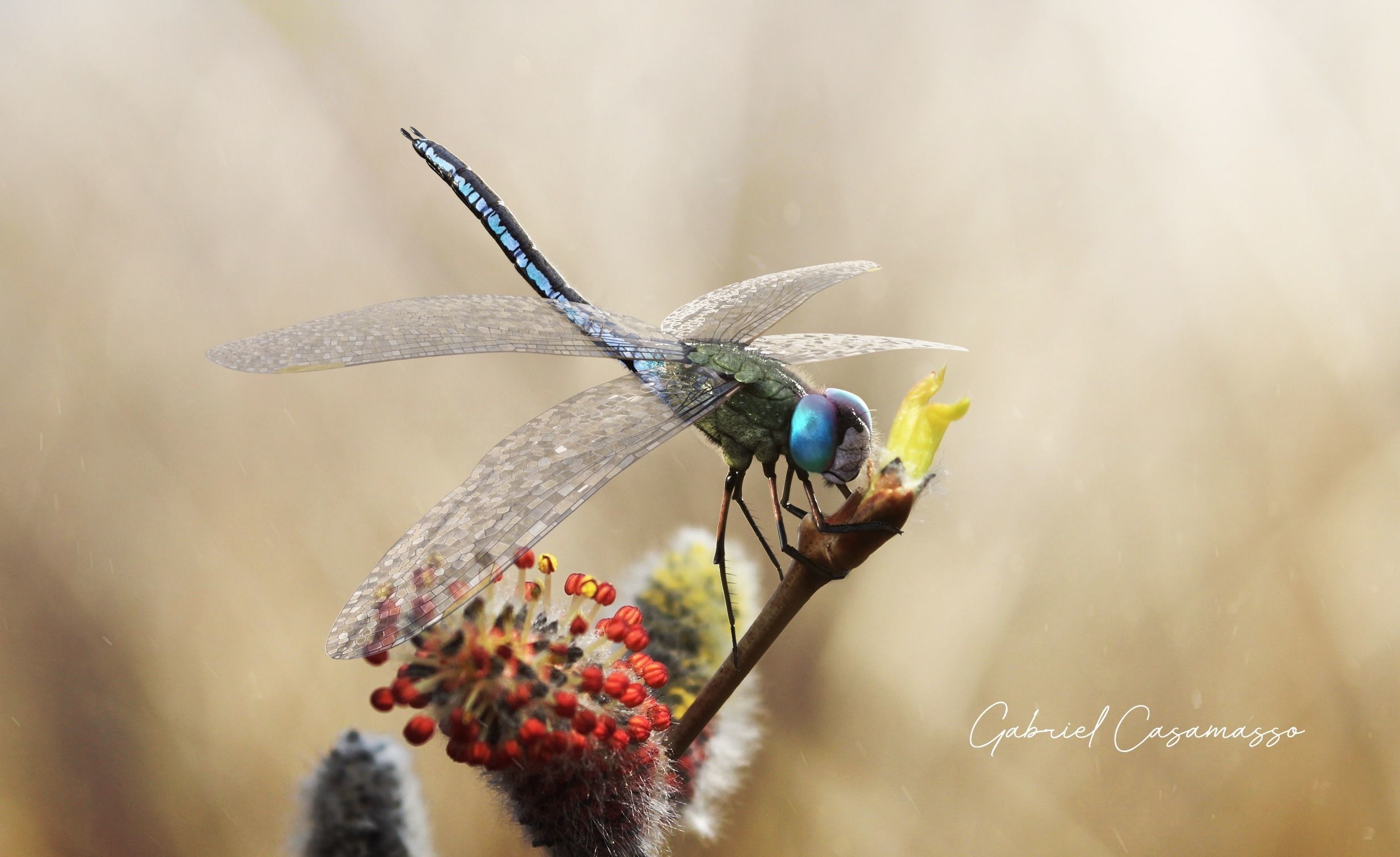 Anax imperator 3D model_13