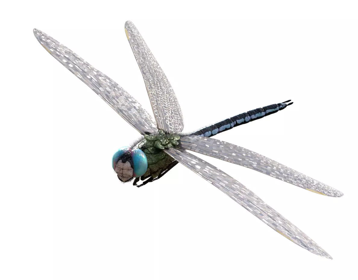Anax imperator 3D model_0