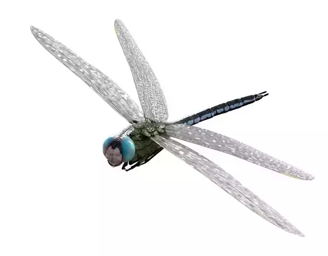 Anax imperator 3D model