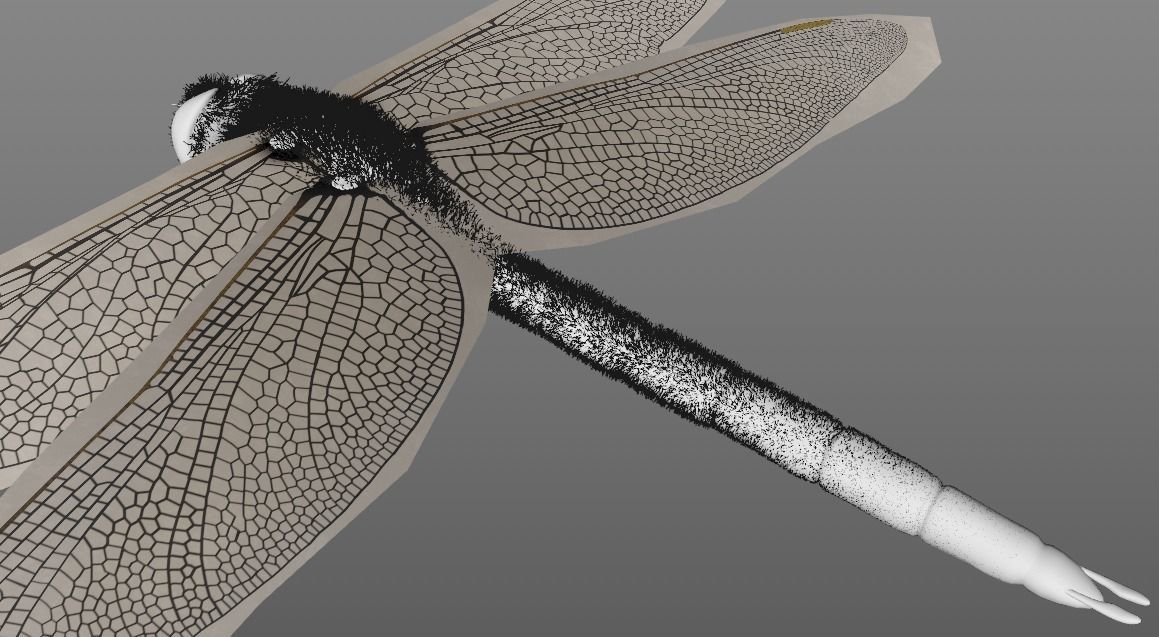 Anax imperator 3D model_9