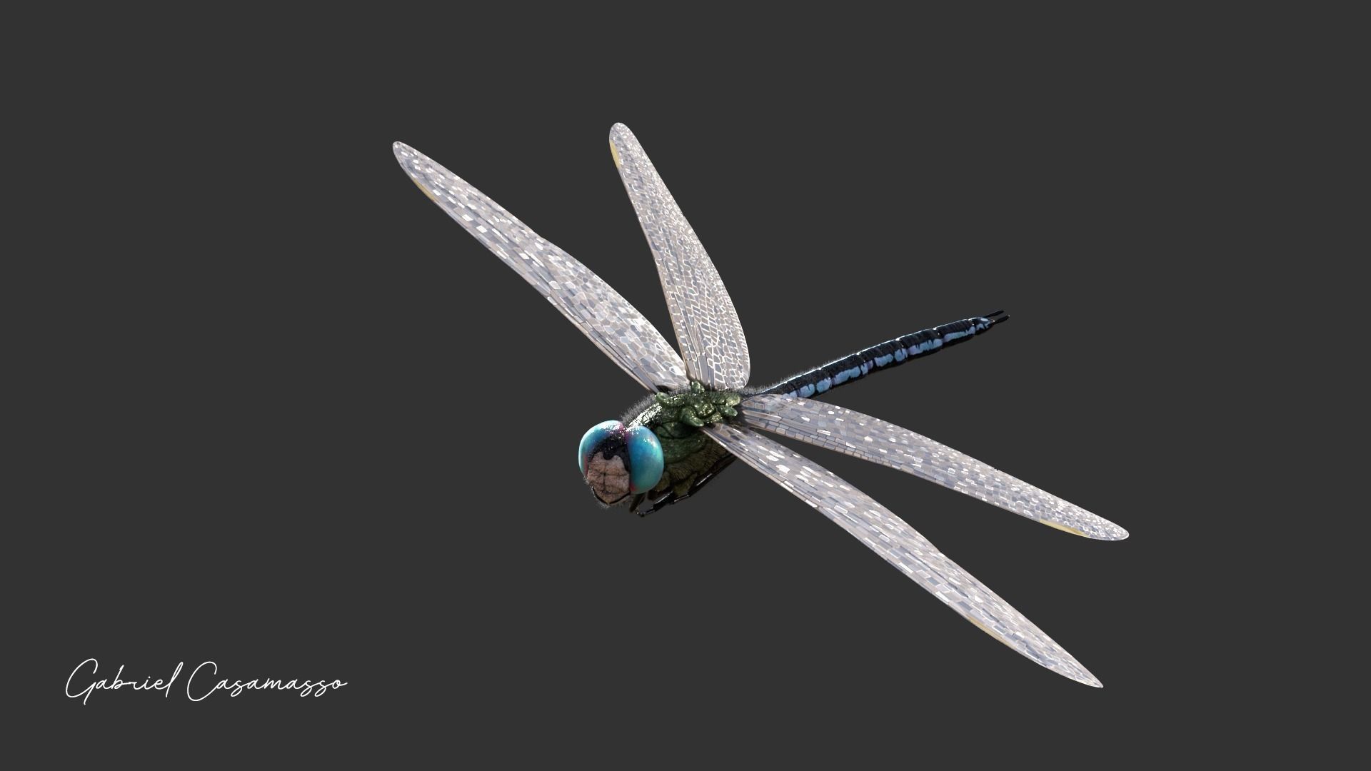 Anax imperator 3D model_5