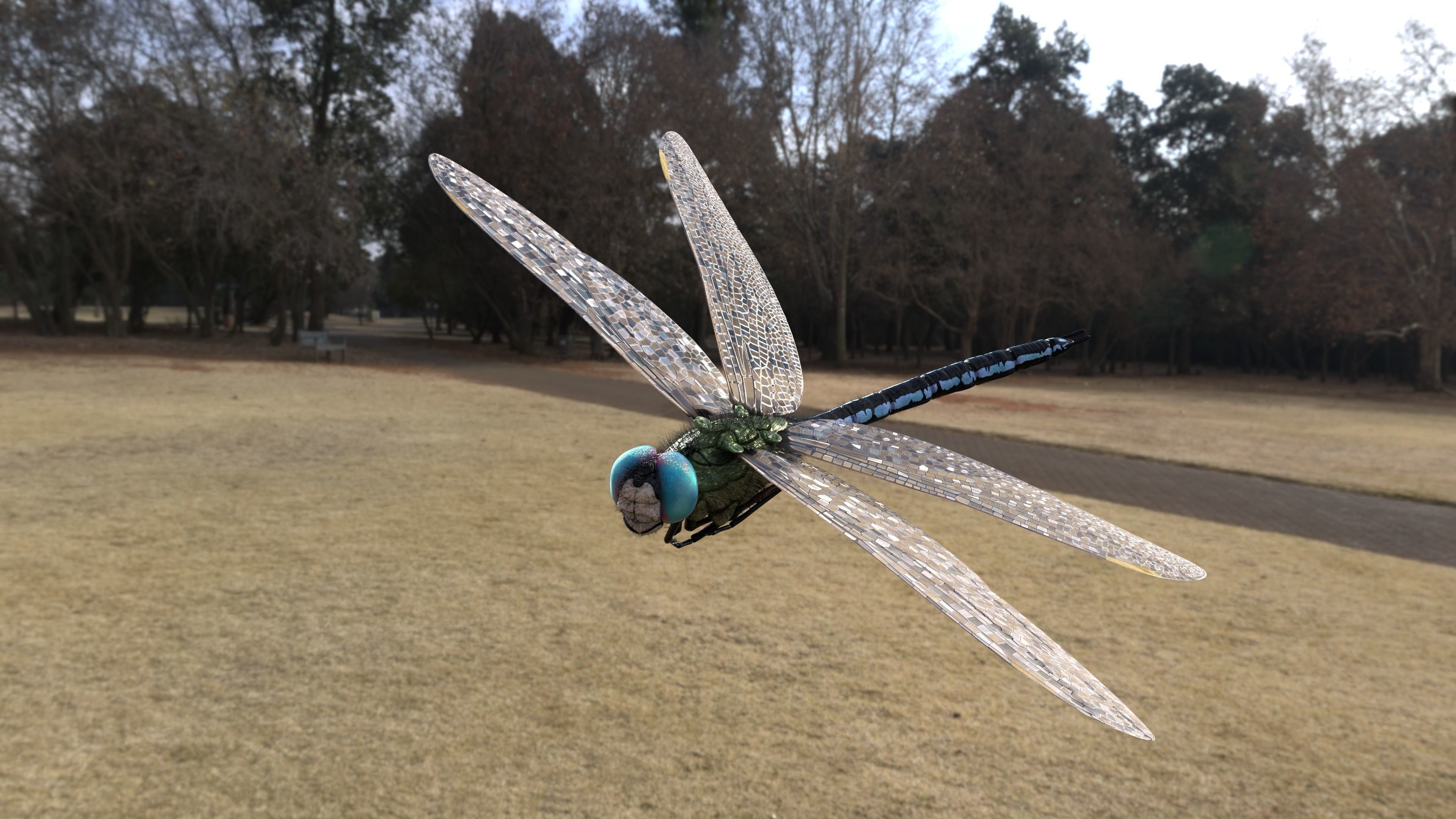 Anax imperator 3D model_3