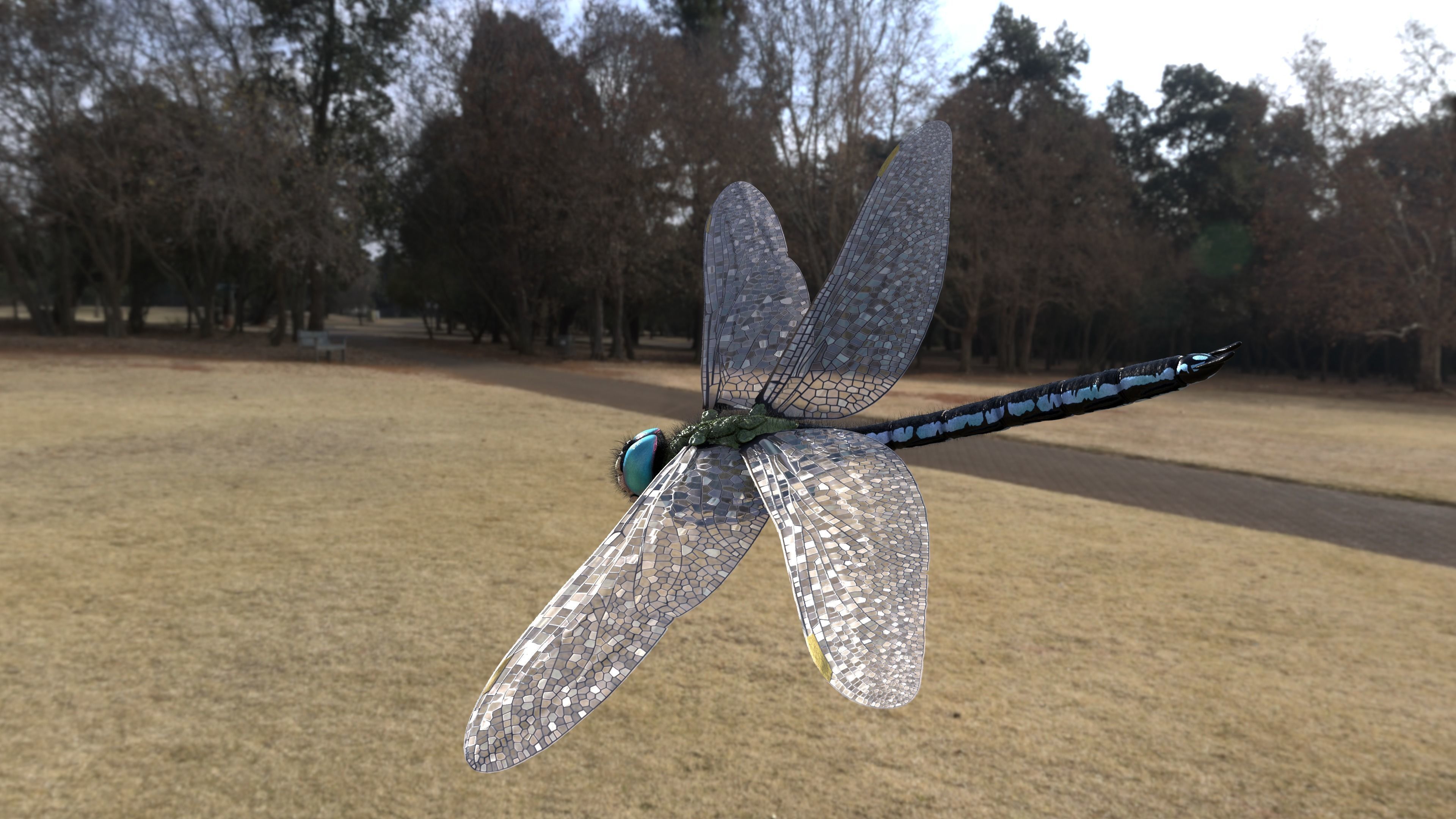 Anax imperator 3D model_4