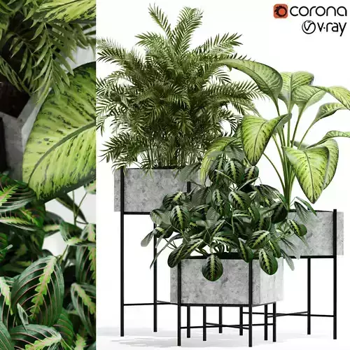 Plants collection 143 Opalo