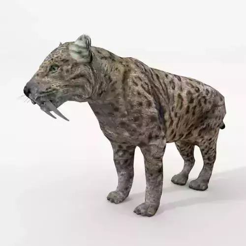 Saber-toothed Tiger