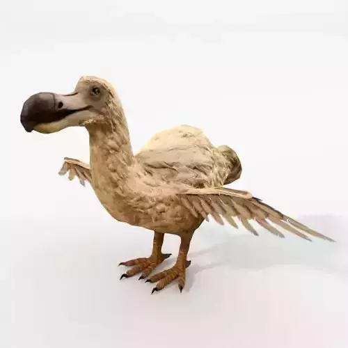Dodo - Raphus cucullatus