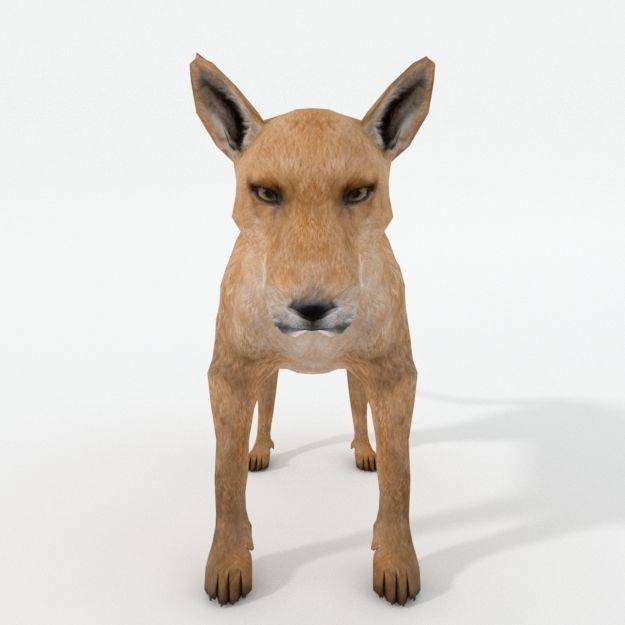 Tasmanian Tiger Low-poly 3D model_3