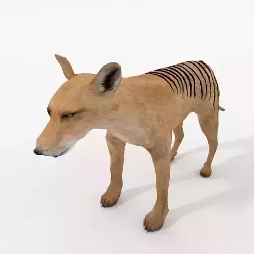 Tasmanian Tiger