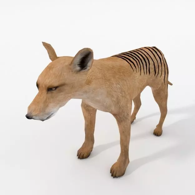 Tasmanian Tiger Low-poly 3D model_0
