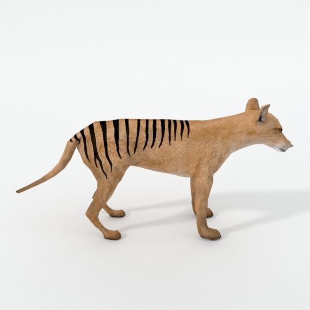 Tasmanian Tiger Low-poly 3D model_1
