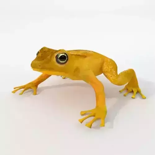 Golden Frog Low-poly 3D model