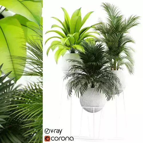 Plants collection 145 PIEDRA LUNA