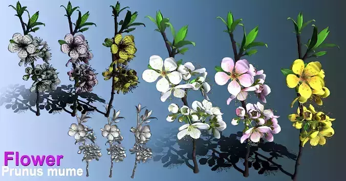 Flower Prunus Mume Low-poly 3D model