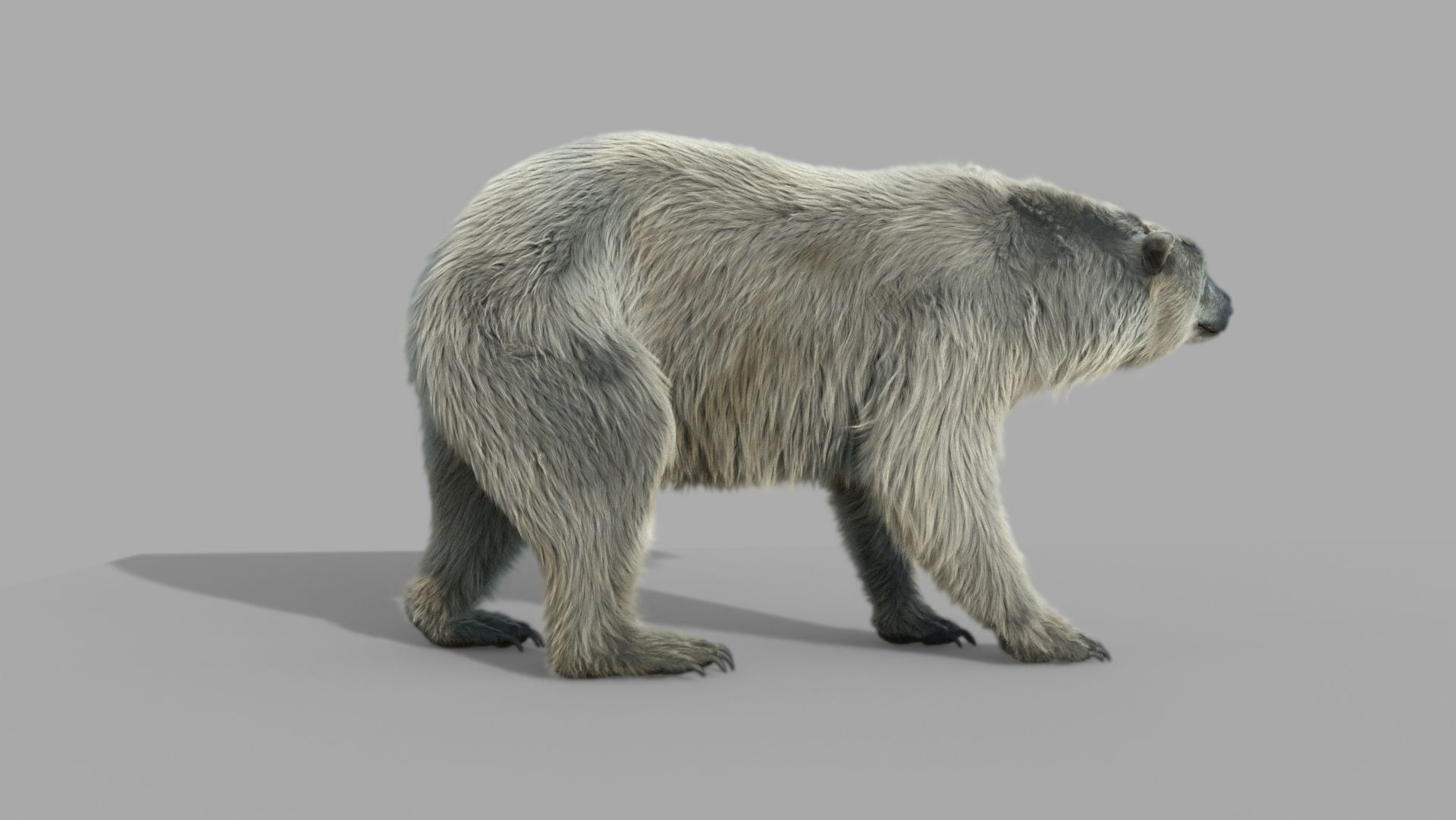 polar bear 3D model_6