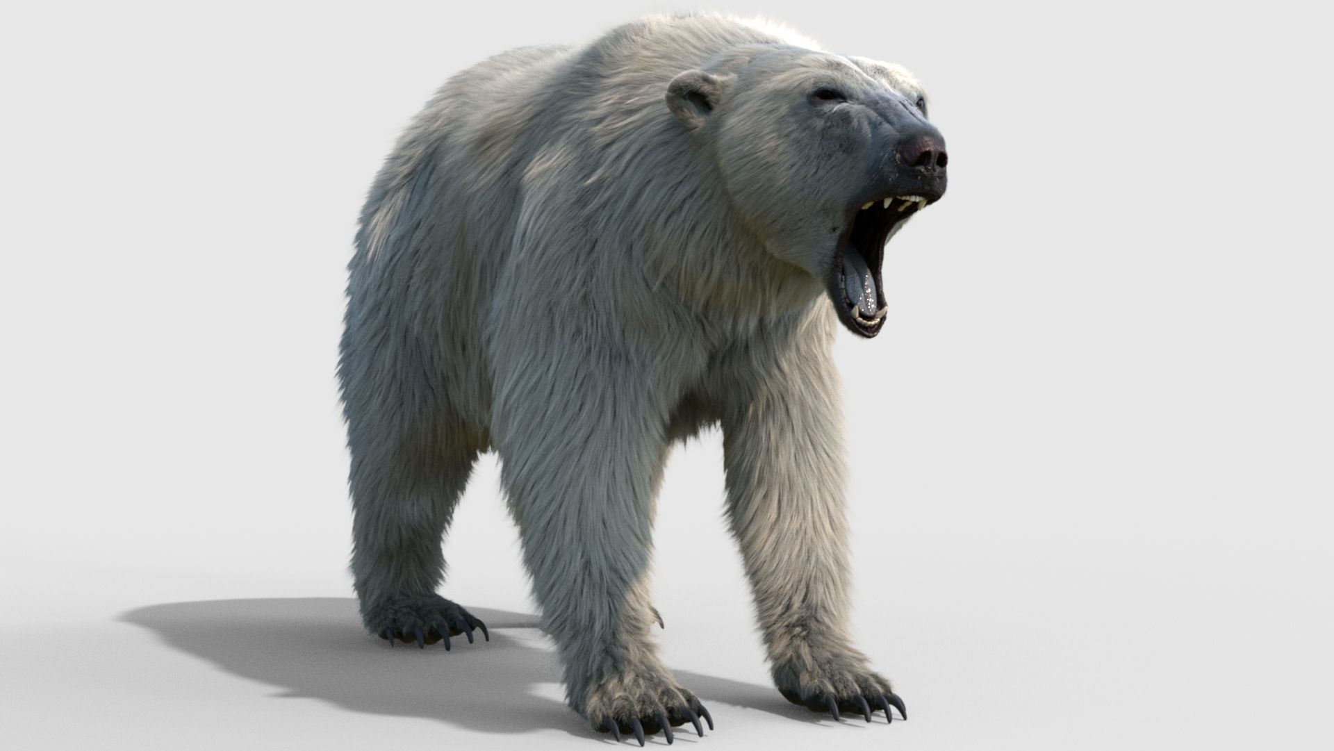 polar bear 3D model_8