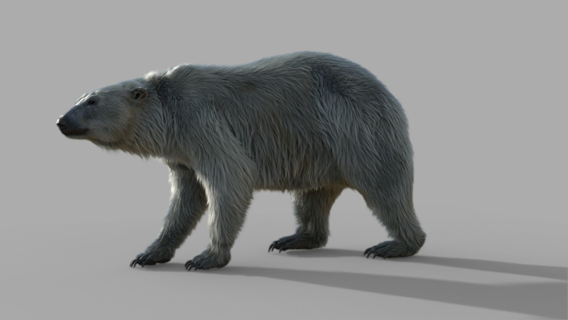 polar bear 3D model_5