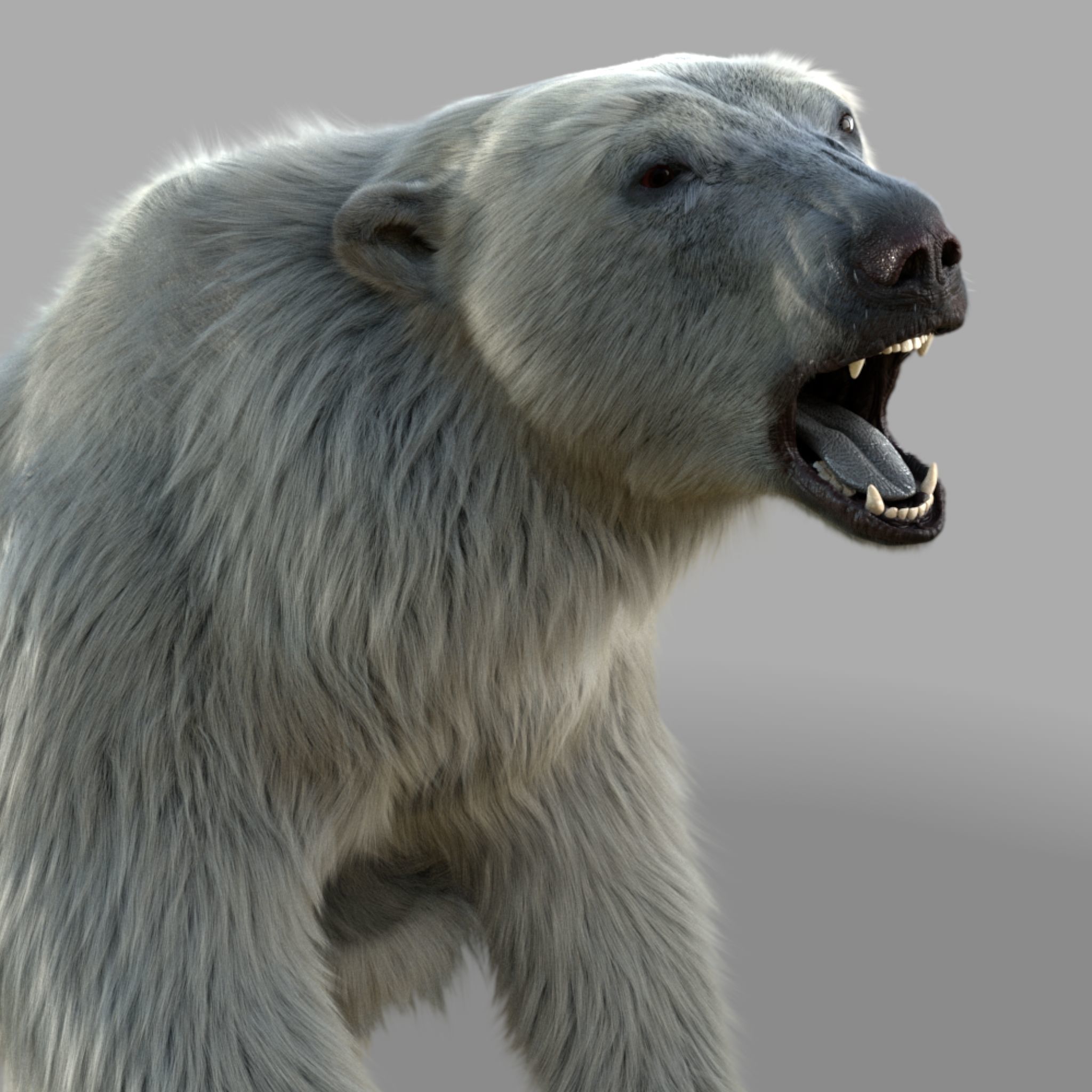 polar bear 3D model_4