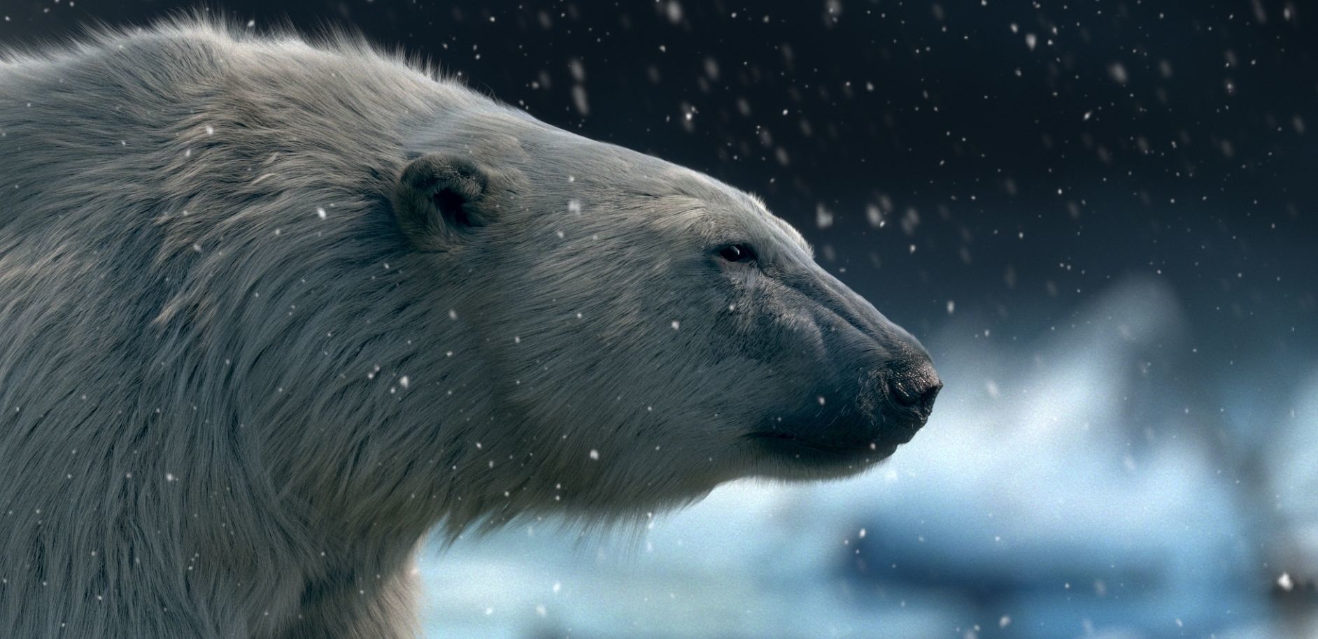 polar bear 3D model_1