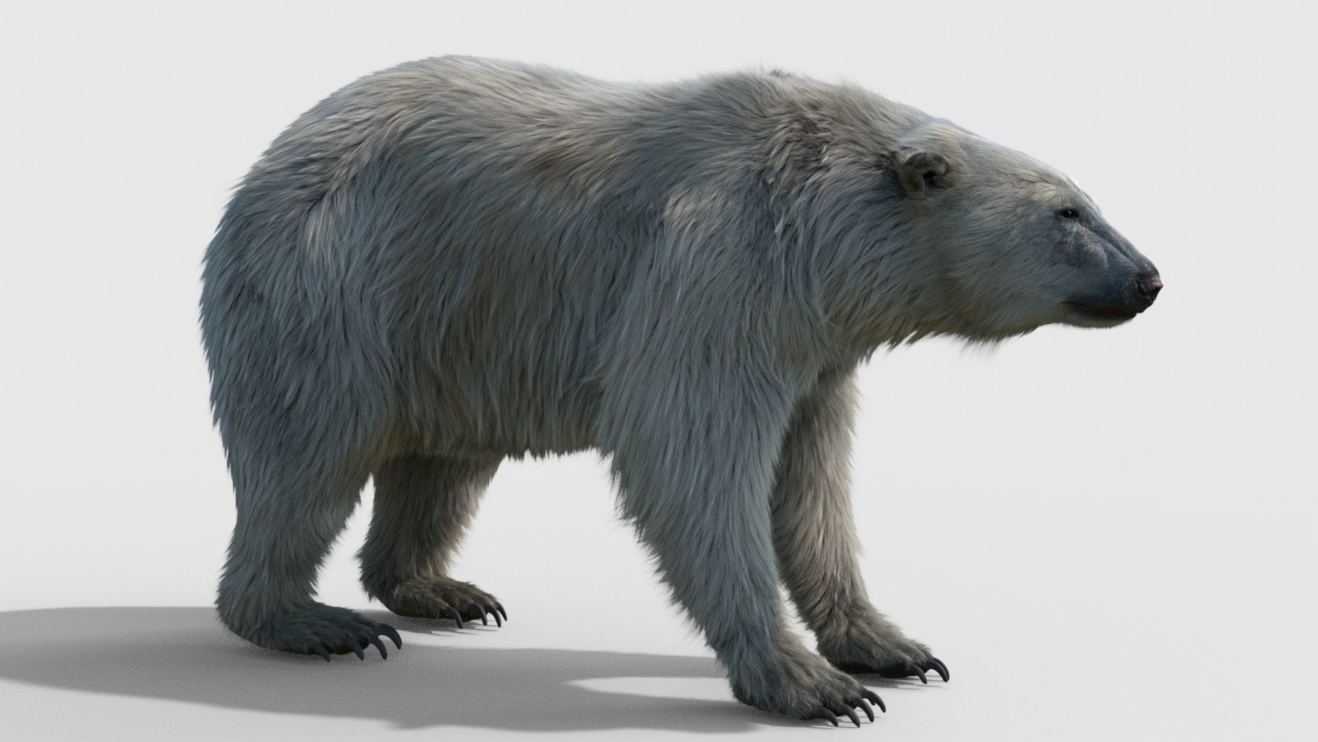 polar bear 3D model_13