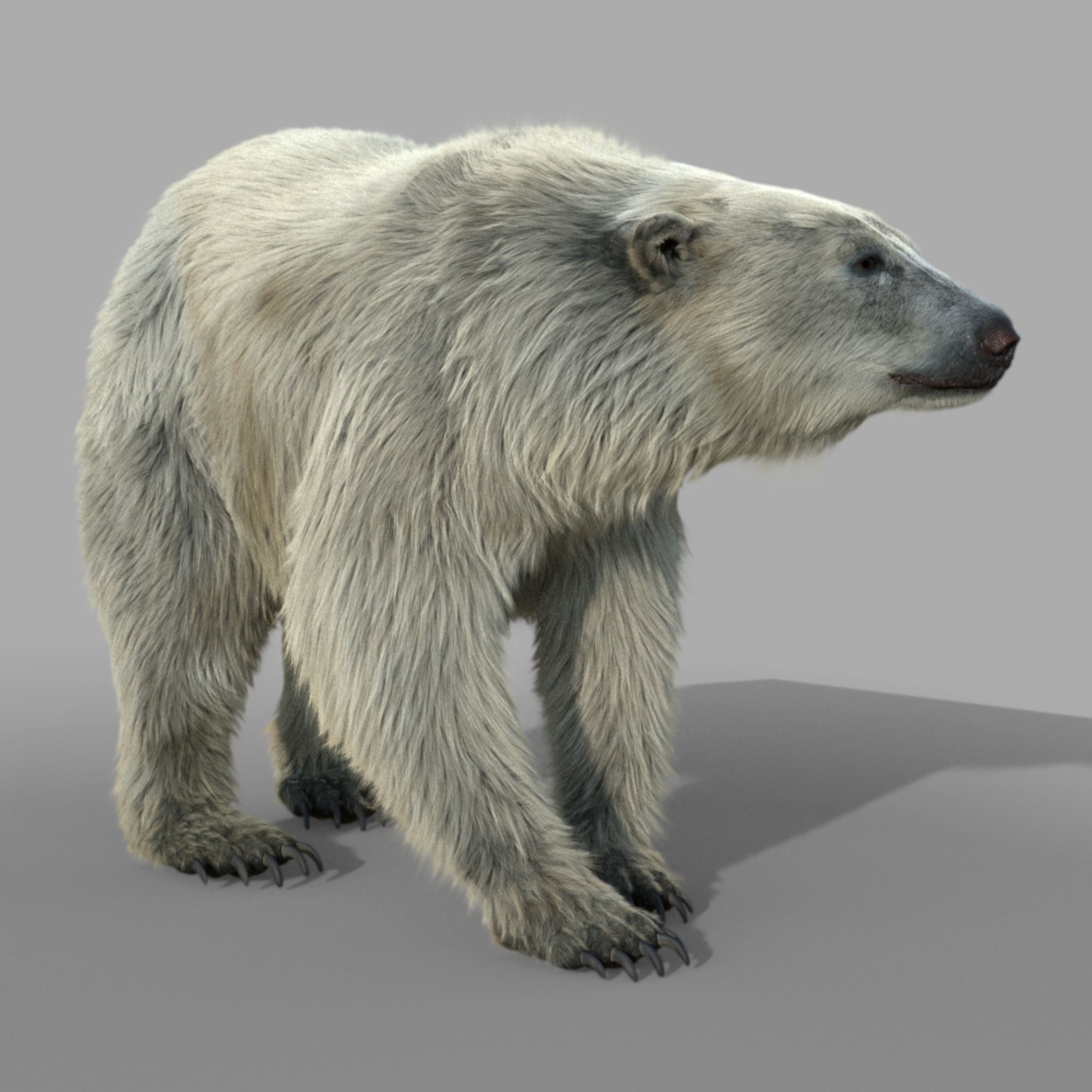 polar bear 3D model_2