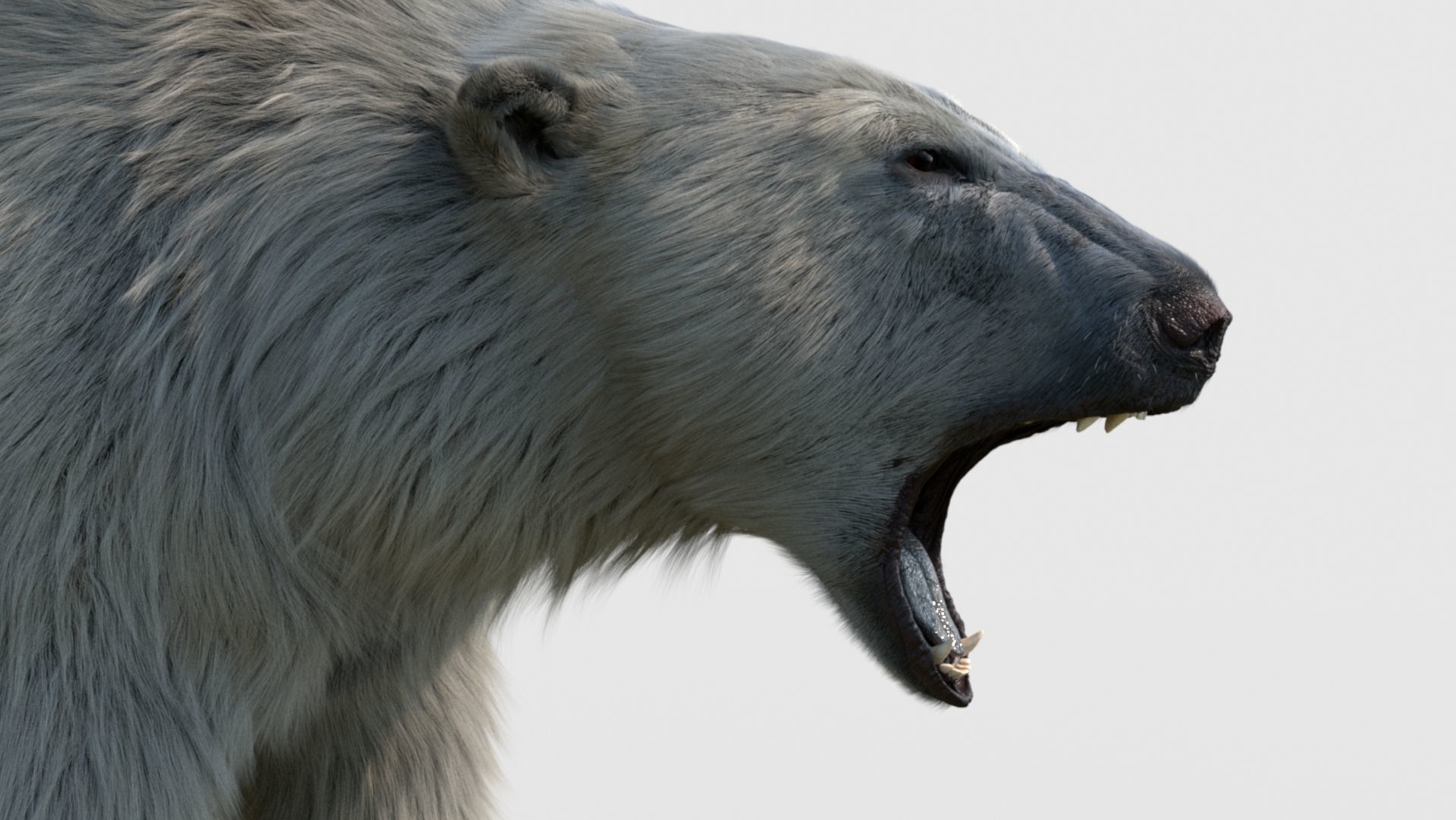 polar bear 3D model_9