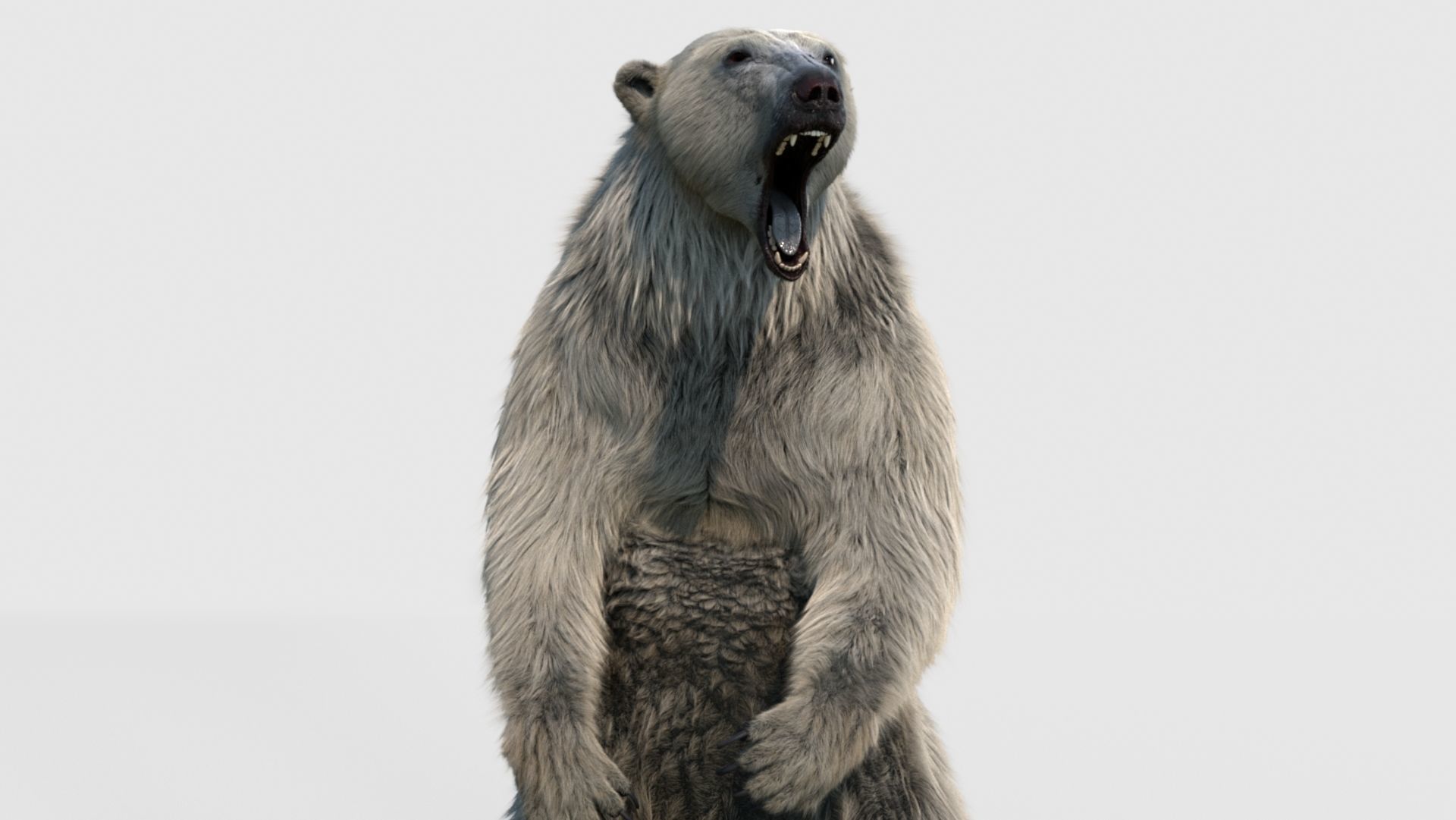polar bear 3D model_10