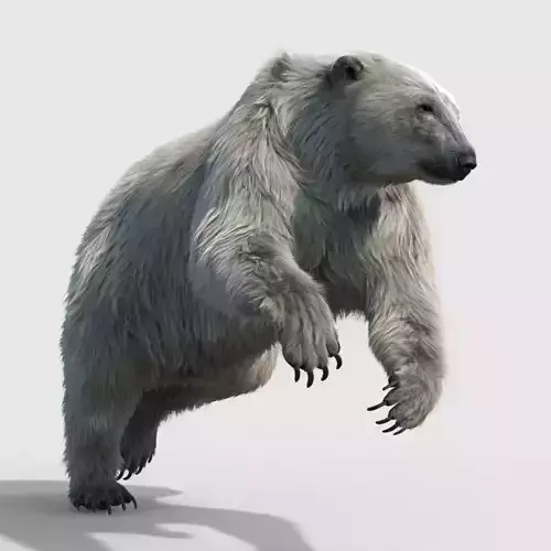 polar bear 3D model